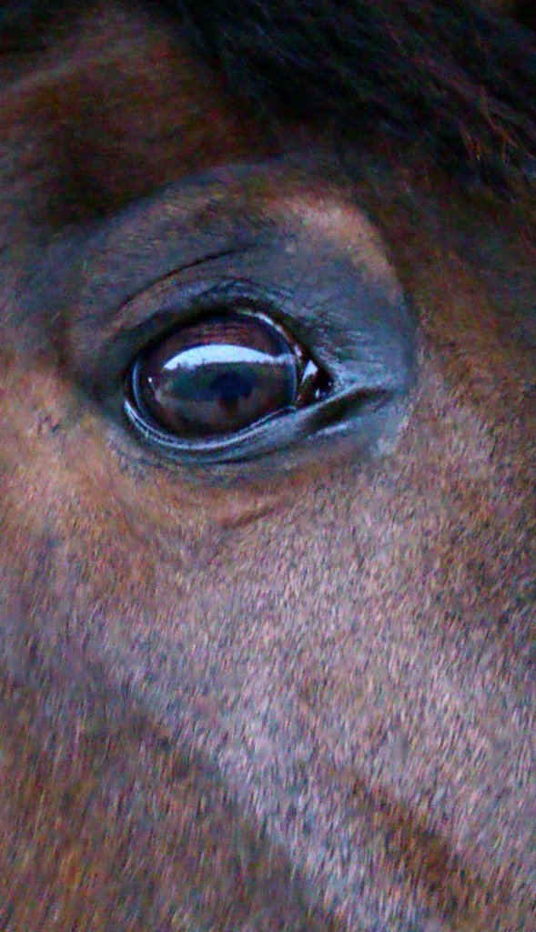 Max's eye