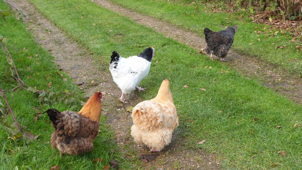 Chickens on a mission to find food!